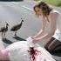 How A White Female Peacock Was Rescued Rescue Animals