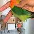 Pure Wild Green Fisher Qualtiy And Fisheri Masking Shorts Viralshorts Naveedsheikh Business
