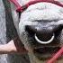 Qurbani Ke Janwar Bade Bade Bachade Pure White Bell
