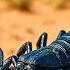 Whispers In The Sand Most Dangerous Desert Animals Revealed