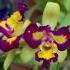 Cattleya Colours Wow Flowers Orchids