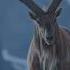 Majestic Markhor Walking On Hilltop Rare Wildlife Sighting Markhor Animalanimation