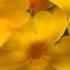 Beautiful Blooms 124 Give A Little Time To Your Love