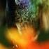 The Hidden Beauty Of Pollination Louie Schwartzberg
