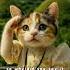 OMG She Is Too Cute What Did You Say Singingcat Cute Cat Viralcats