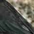 Common Blackbird Turdus Merula Merula Bird Sound Bird Song Bird Call Bird Calling Chirps Songs