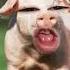 Pig Must Funny Video Pig Funny Ytviral Piggy Pigbaby Ytshorts Comedy Yt Pets Animals