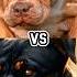 PITBULL VS ROTTWEILER DOBERMAN AMERICAN PITBULL WOLFDOG MOST DANGEROUS DOG BREED