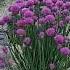 Easy Pretty Chive Blossom Vinegar