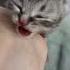 Новорожденный котенок кошки Хлои очень крикливый громко мяукает котята