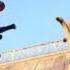 Assassin S Creed Literal