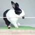 Rabbit Are So Stupid And Cute At This Camel And Dog Cute Shorts Explorepage Viral Topic