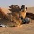 The Best Peregrine Falcon Vs Bustard