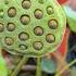 India S National Flower Lotus Water Lilly India Kerala Flowers Festivals Peace Gratful Love
