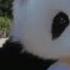 팬더에게 인사했을때 반응 When I Say Hello To Panda