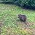 Beavers In The Park Of Montbiliard France