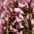 Yanni Almost A Whisper WISTERIA