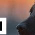 Belgian Malinois Top 10 Facts