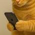 Funny ANIMALS Videos Funniest Cats And Dogs 2025