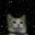 Abby And Tony Nyan Catt II