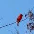 Birdwatcher S Delight A Close Look At Two Beauties Canary Cardinal Clt SanjanaC26