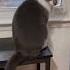 Chasing Fly To Catch 잡아 Buffalocat Cat Enjoylife