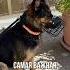 Знакомо немецкаяовчарка собака Germanshepherd дрессировка юмор топ рек щенок животные