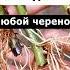 Самый эффективный способ укоренения любых черенков огород сад дача цветы