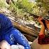 Afshin S Nomadic Life Conflict With Bandits And Wounding Afshin For Ashkan