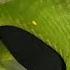 Green Mamba Was Denied Gym Session
