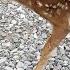 Tiny Baby Deer Asks People To Rescue Her The Dodo Wild Hearts