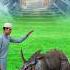 Qurbani Mubarak Shorts Shortsfeed Islamicshorts Trending Animals Qurbani Viralshort