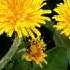 4K Video How Does Dandelion Look Like Как выглядит одуванчик