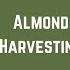 Almond Harvesting Shaking Sweeping Harvesting Stock Piling In California