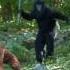BIGFOOT Vs DOGMAN
