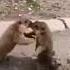 GENOCIDE Fight Vid