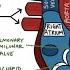Path Of Blood Flow Through The Heart Step By Step Through Every Chamber Valve And Major Vessel