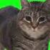 OIIA OIIA SPINNING CAT Cat Oiiaoiia Oiia Spinningcat Oia