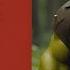 What If Shrek Characters Were In Real Life Part 1 6