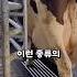 일본의 최첨단 소 젖 짜기 기술