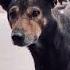 Pawsitively Loyal YouTubeGrowth SmallYouTuber ContentCreator RoadTo1K YTCommunity Shorts Dog