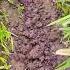 Simple Trowel Tool To Loosen The Soil On Chive Plants Shorts