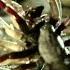 White Tail Spider Vs Cellar Spider MONSTER BUG WARS