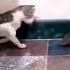 Cat Slapping A Rat Shorts Funny Funnyvideo Funnyshorts Funnycats Mouse