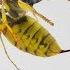 STUNG By A YELLOW JACKET Kluna Tik Dinner 81 ASMR Eating Sounds No Talk