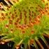 4 DEADLY Carnivorous Plants