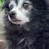 Big Stretch ORIGINAL Puppy Songs Cutedog Dogs