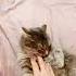 лапки ушки котик