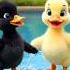 Funny Dancing Ducklings Black White Splash Show