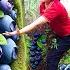 Hot Harvesting Blueberry Farm Handpicks 2 000 Pounds Of Blueberries A Day Food Insider